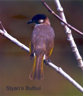 Styan's Bulbul